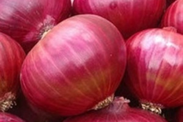 Black sprut onion