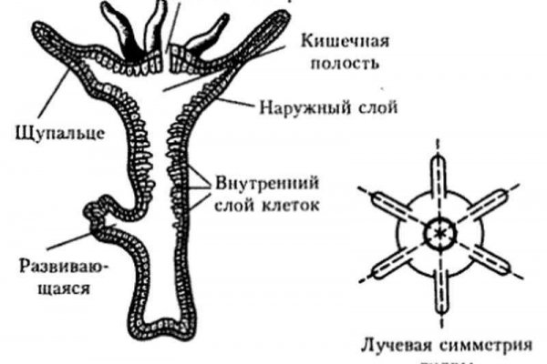 Тор blacksprut sait bsbotnet bs2web top